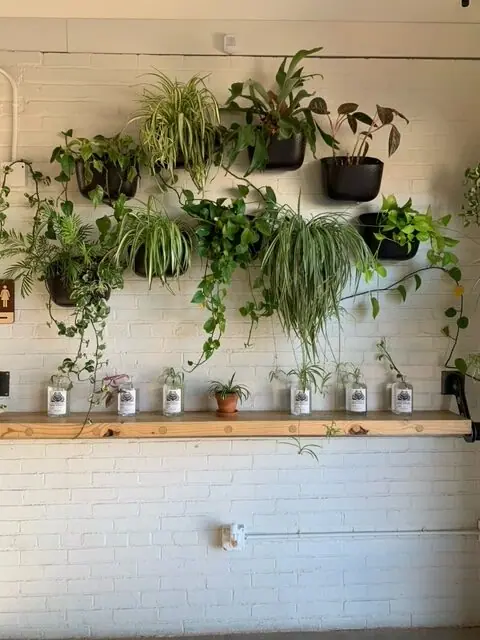 a white brick wall covered in lots of plants